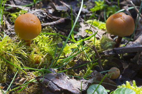 Little brown mushrooms... likely to be a Galerina sp.  Geotagged,United States,Winter