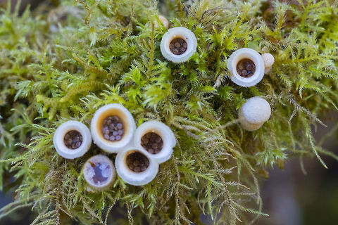 Nidula niveotomentosa  Geotagged,Nidula niveotomentosa,United States,Winter