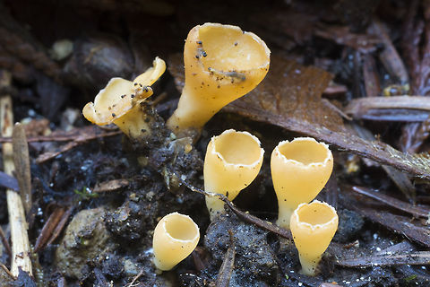Vulcan pixie cup I found some more of these yesterday and now knowing what they are and that they should have a distinct odor, I gave them a smell (I must have been an interesting sight, down on my hands and knees sniffing the ground). I had to sacrifice one, but when crushed they *really* smell sulfurous. They very much live up to their name of Vulcan.  Geopyxis vulcanalis,Geotagged,United States,Winter
