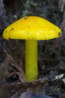 Yellow waxy cap  Geotagged,Hygrocybe flavescens,United States,Winter