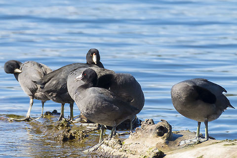 American coots  American coot,Fulica americana,Geotagged,United States,Winter