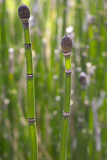 Scouring rush  Equisetum hyemale,Geotagged,Scouring rush,United States,Winter
