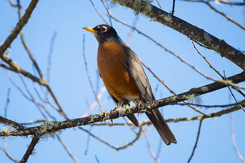 American Robin probably our most ubiquitous bird.... these are everywhere, city to mountains they thrive American Robin,Geotagged,Turdus migratorius,United States,Winter