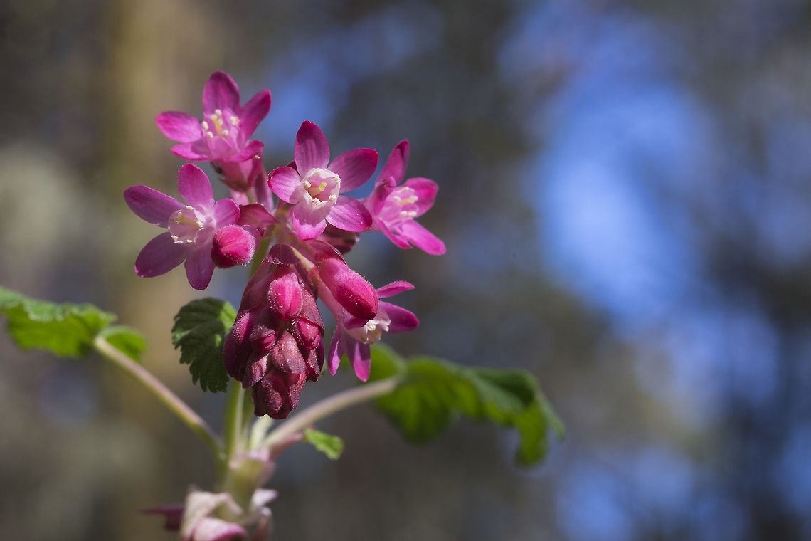 Red flowering currant one of our earliest blooming (and arguably prettiest) wildflowers Geotagged,Ribes sanguineum,Spring,United States