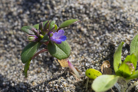 Large flower blue-eyed Mary  Collinsia grandiflora,Geotagged,Spring,United States