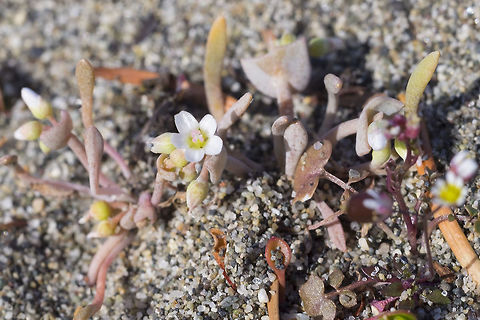 Pale Springbeauty Claytonia exigua,Geotagged,Spring,United States