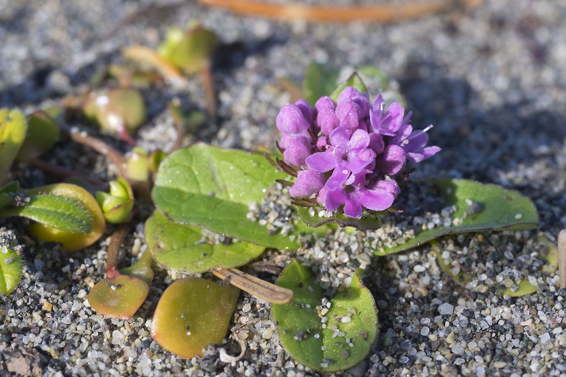 Sea blush  Geotagged,Plectritis congesta,Spring,United States