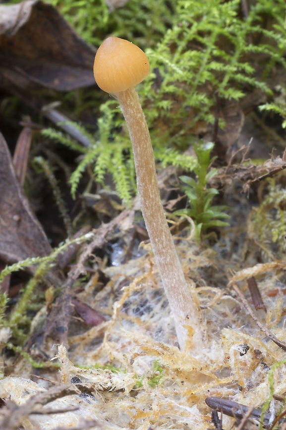 little tan mushroom  Geotagged,Spring,United States