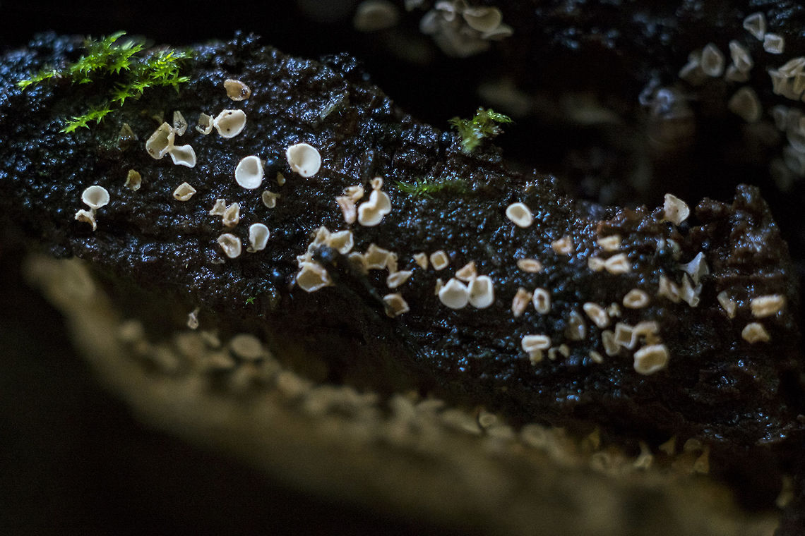 Calyptella capula  Calyptella capula,Geotagged,Spring,United States