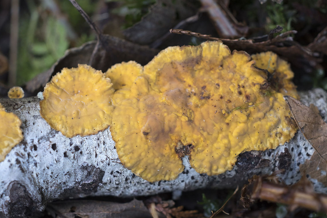 Stereum complicatum  Geotagged,Spring,Stereum rameale,United States