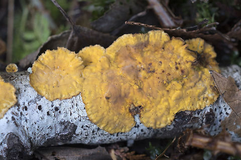 Stereum complicatum  Geotagged,Spring,Stereum rameale,United States