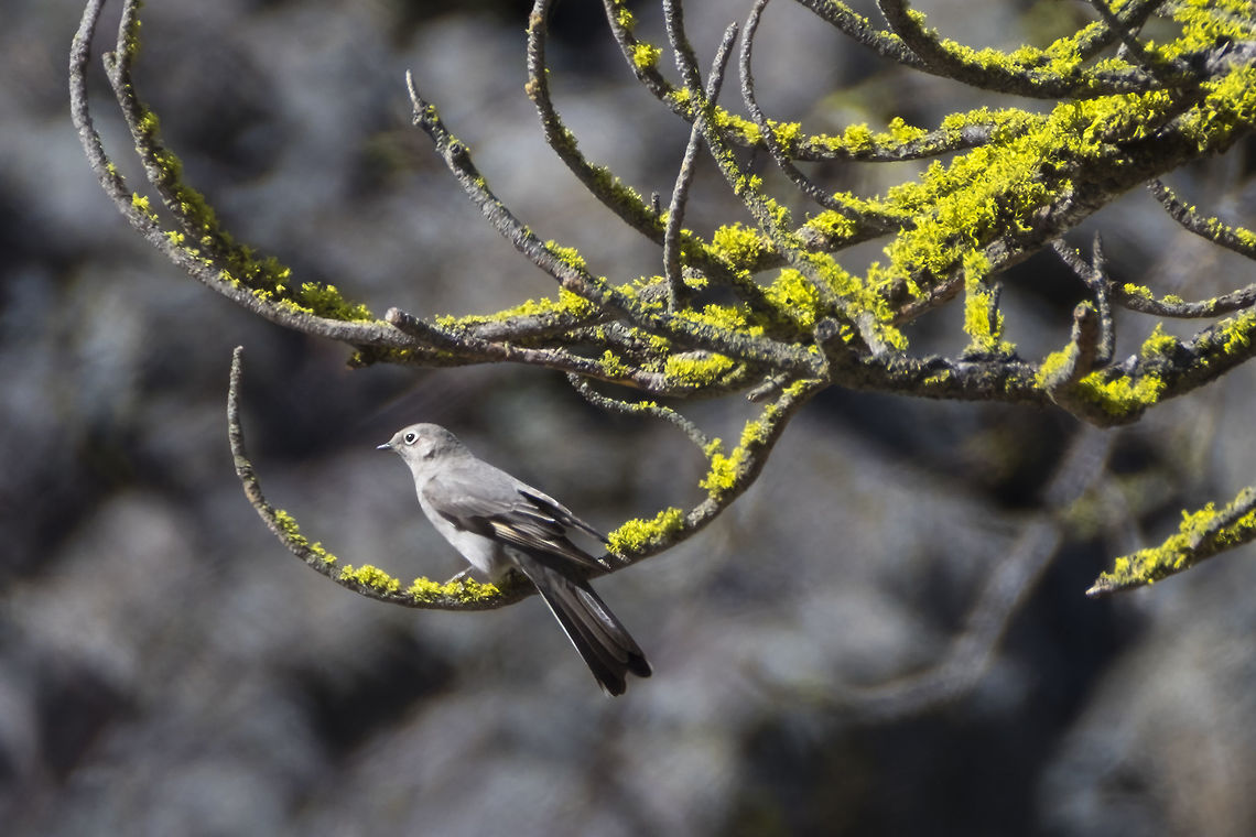 Townsend's Solitaire  Geotagged,Myadestes townsendi,Spring,Townsends solitaire,United States