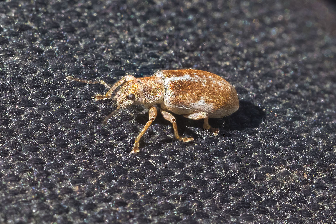Rusty Pineneedle weevil this little fellow dropped down onto my husbands backpack, probably from a tree. I'll give my best shot at finding an id... <br />
As of July of this year (2021) P. ferrugineus has been designated a synonym of P. californicus Geotagged,Pachyrhinus californicus,Spring,United States