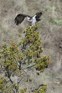 Osprey Landing  Geotagged,Osprey,Pandion haliaetus,Spring,United States