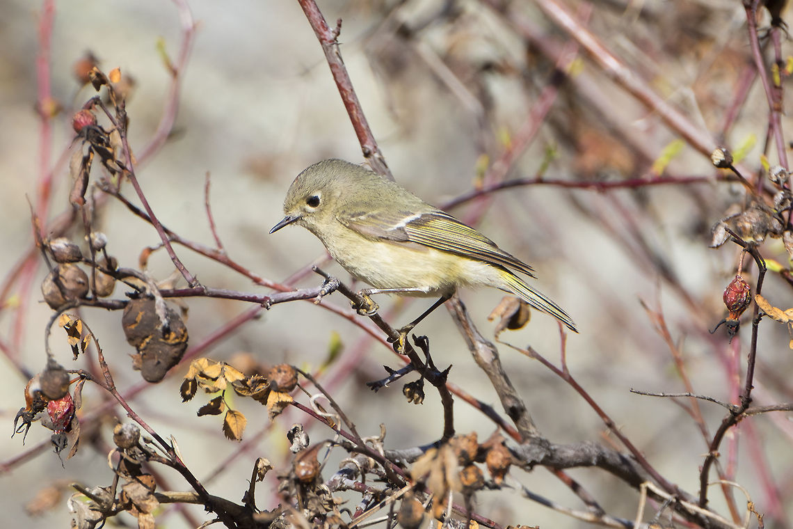 Ruby-Crowned Kinglet  Geotagged,Regulus calendula,Ruby-crowned kinglet,Spring,United States