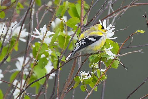 American Goldfinch This little guy is in transition to his bright yellow breeding plumage. Soon enough he'll show little to no gray at all. American Goldfinch,American goldfinch,Carduelis tristis,Geotagged,Spinus tristis,Spring,United States