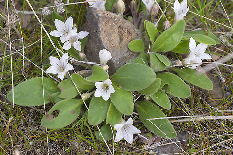 California Monkey Fiddle  California monkey-fiddle,Geotagged,Hesperochiron californicus,Spring,United States