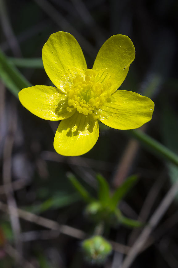 Western Buttercup  Geotagged,Ranunculus occidentalis,Spring,United States
