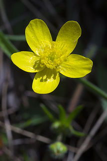 Western Buttercup  Geotagged,Ranunculus occidentalis,Spring,United States