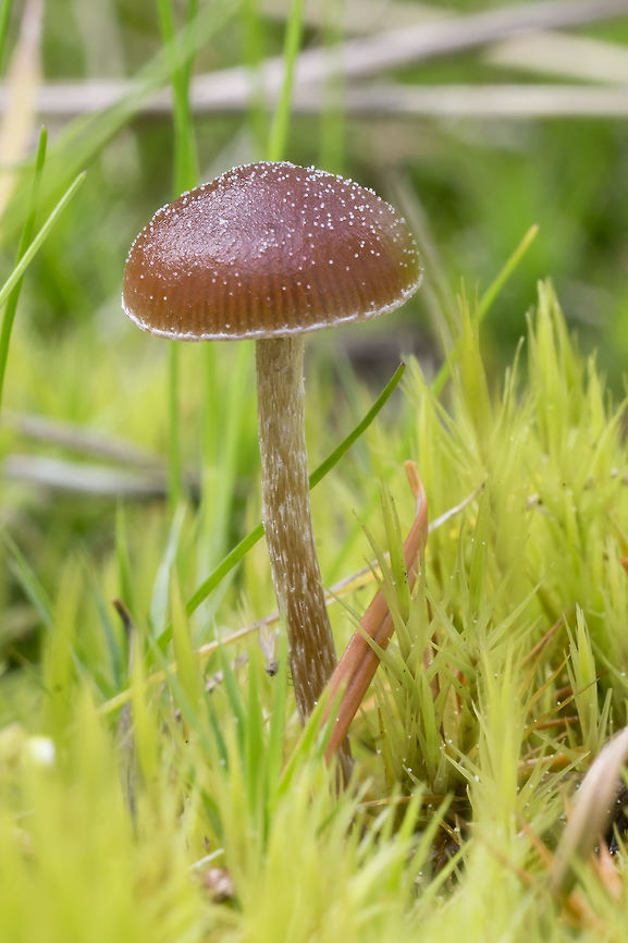 Galerina sp. I suspect at least... LBM growing in moss. Geotagged,Spring,United States