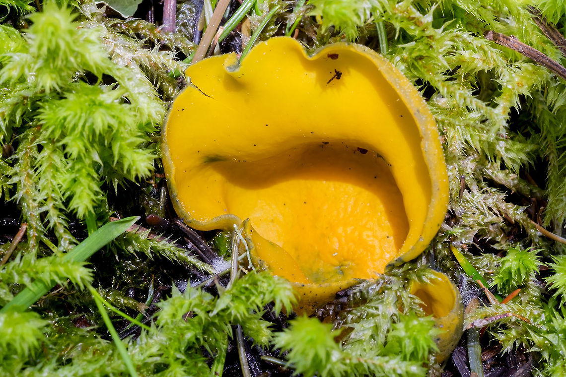 Caloscypha fulgens cousin of "orange peel", but appears in spring rather than fall and turns green with age or handling. Caloscypha fulgens,Geotagged,Spring,Spring orange peel fungus,United States