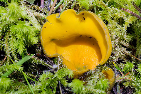 Caloscypha fulgens cousin of "orange peel", but appears in spring rather than fall and turns green with age or handling. Caloscypha fulgens,Geotagged,Spring,Spring orange peel fungus,United States