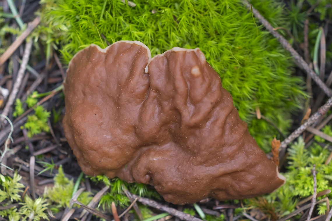 Pig's ear  Discina perlata,Discina perlata(Fr.) ex Fr.,Geotagged,Gomphus clavatus,Gyromitra ancilis,Pig's Ears,Spring,United States