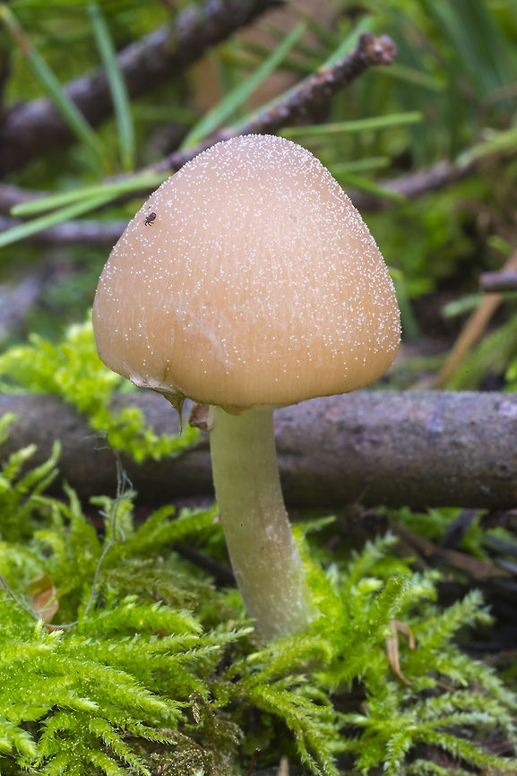 small tan mushroom and it's tiny stowaway... not one of the more usual springtails that are common on mushrooms, but rather something with a hard appearing body and 8 legs.  Geotagged,Spring,United States
