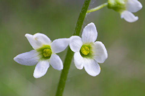 Coastal Manroot  Geotagged,Marah oreganus,Spring,United States