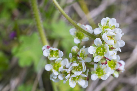 wholeleaf saxifrage  Geotagged,Micranthes integrifolia,Spring,United States,Wholeleaf saxifrage