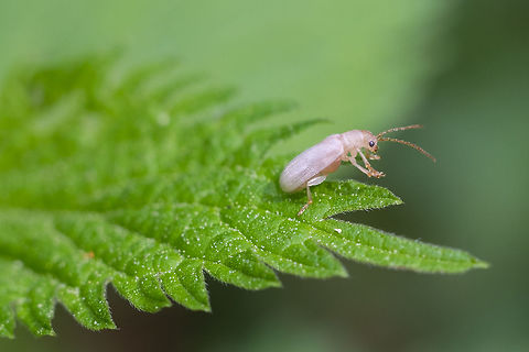colorless beetle I suspect this little guy has just molted and will eventually have his/her? shell harden and gain some sort of color... 
update 2021... Syneta sp. Geotagged,Spring,United States
