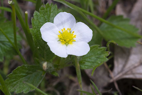 Woodland strawberry  Fragaria vesca,Geotagged,Spring,United States,Woodland strawberry