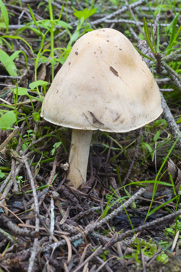 large pale, bell shaped mushroom looks a bit like a "gypsy mushroom" - but no ring on the stem...  Geotagged,Spring,United States
