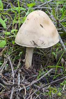 large pale, bell shaped mushroom looks a bit like a "gypsy mushroom" - but no ring on the stem...  Geotagged,Spring,United States