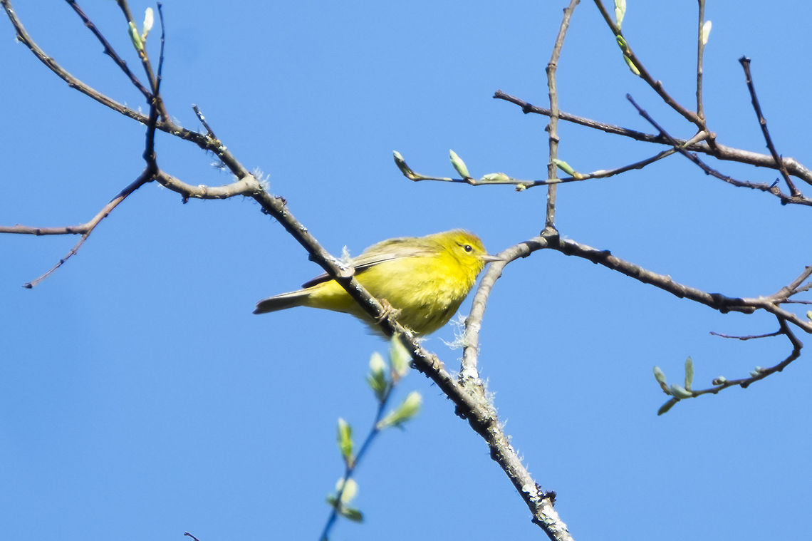 Orange crowned warbler  Geotagged,Orange-crowned warbler,Oreothlypis celata,Spring,United States