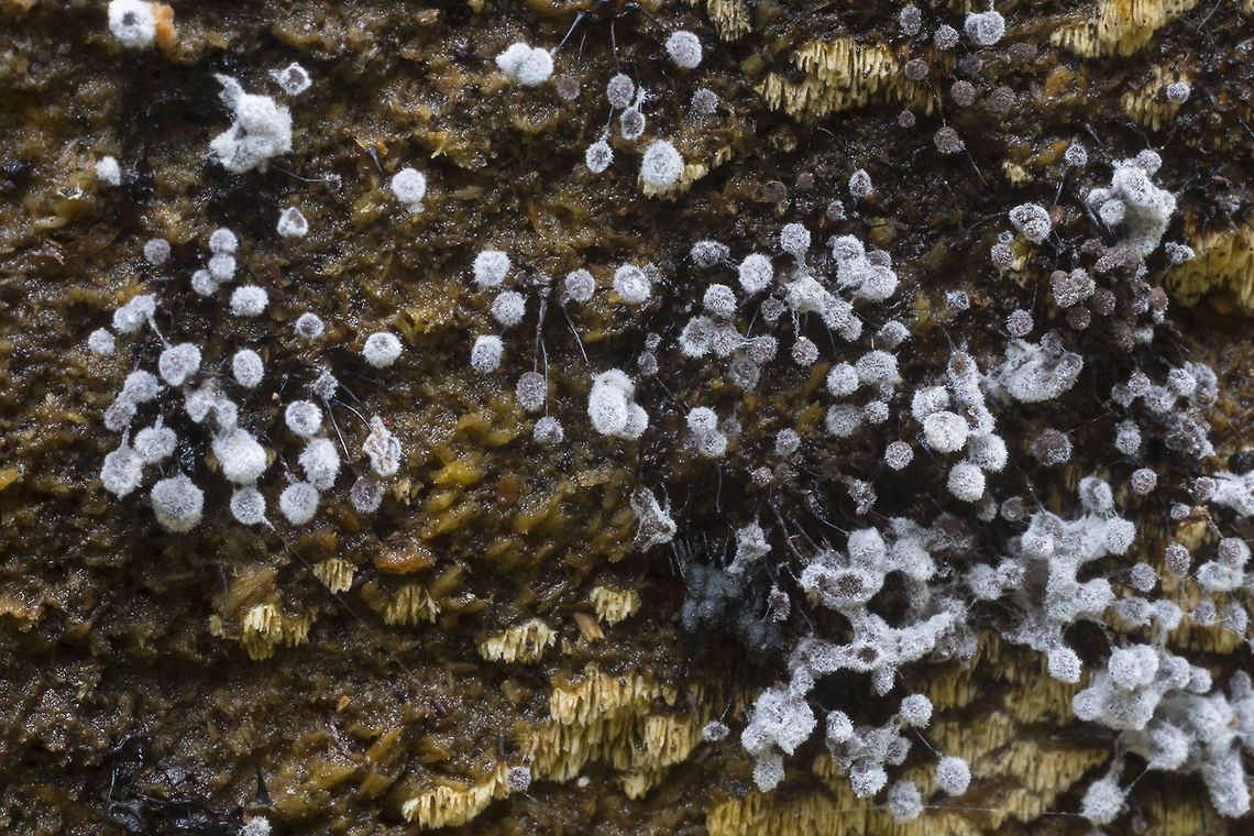 Slime mold I&#039;m not sure if this is just the end stage of sporing or if it is growing a coat of another kind of mold... I believe it is probably a Physarum sp. though. Geotagged,Spring,United States