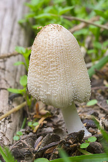 Firerug Inky cap very similar to the mica cap, but the grains are larger and you can sometimes see the mushroom's namesake, an orange felty mycelium mass that the mushrooms grow from.  Coprinellus domesticus,Geotagged,Spring,United States