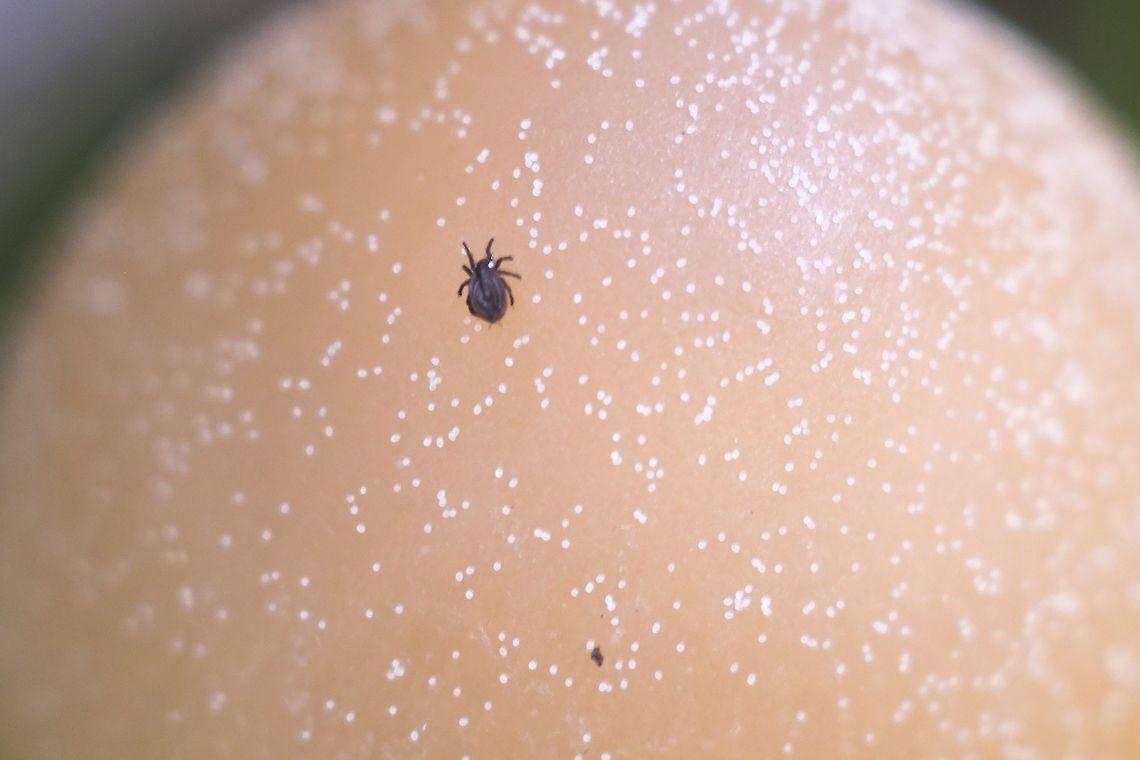 tiny mite itty bitty stow away. Geotagged,Spring,United States