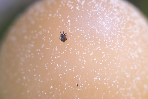 tiny mite itty bitty stow away. Geotagged,Spring,United States