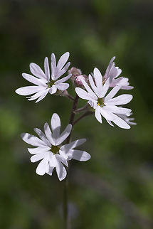 small-flowered prairie-star  Geotagged,Lithophragma parviflorum,Smallflower woodland star,Spring,United States