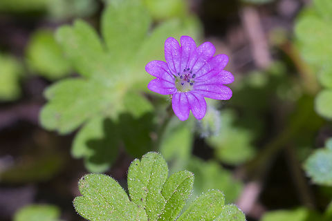 Dovesfoot Geranium  Geotagged,Geranium molle,Spring,United States