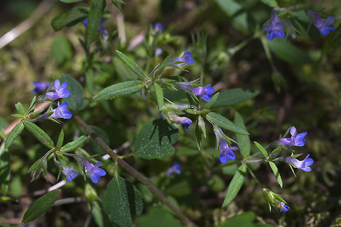 small-flowered blue-eyed mary  Collinsia parviflora,Geotagged,Maiden blue eyed Mary,Spring,United States