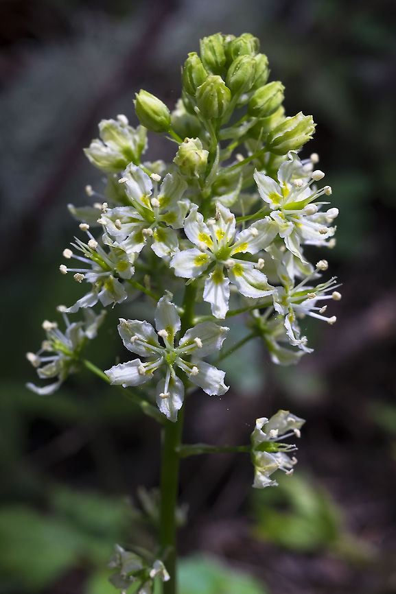 grassy death camas  Geotagged,Spring,Toxicoscordion venenosum,United States