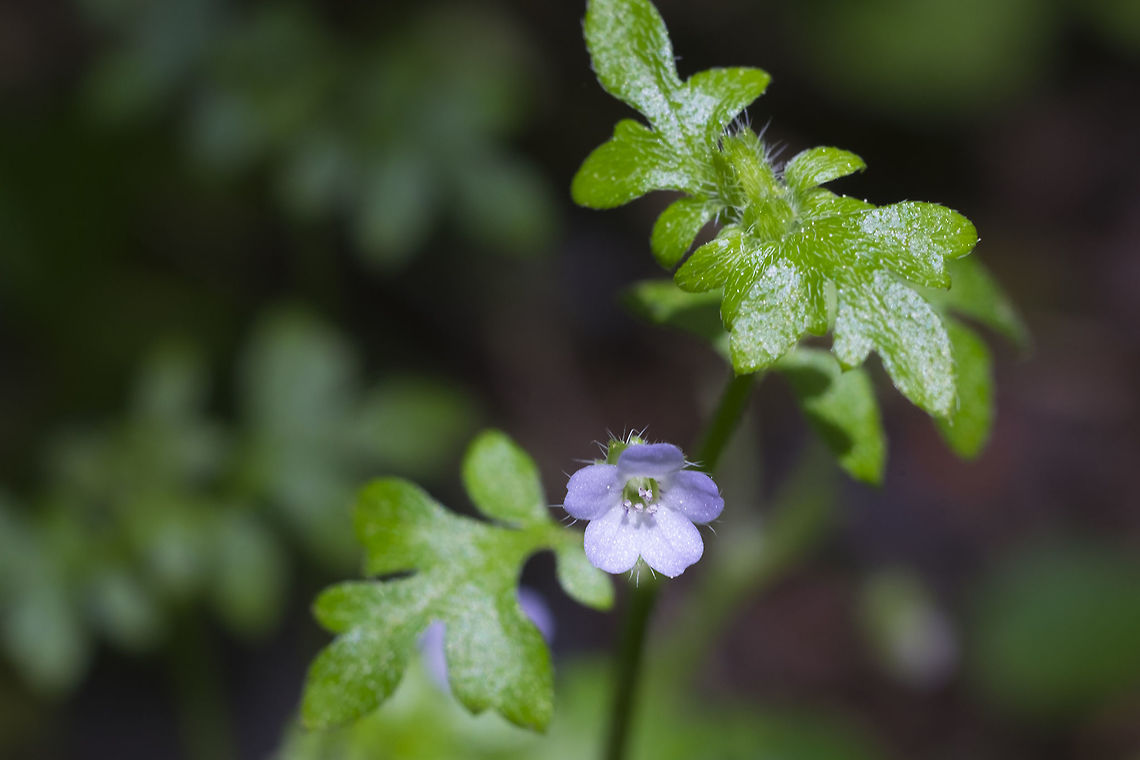 small-flowered nemophila  Geotagged,Nemophila parviflora,Spring,United States