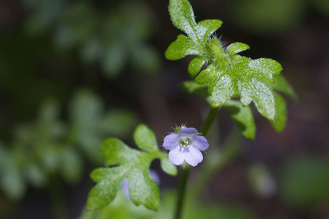 small-flowered nemophila  Geotagged,Nemophila parviflora,Spring,United States