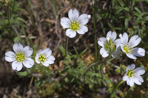 field mouse-ear  Cerastium arvense,Field mouse-ear,Geotagged,Spring,United States