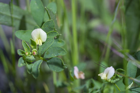 desert deervetch Lotus micranthus, Acmispon parviflorus Acmispon parviflorus,Geotagged,Spring,United States,short-flower bird's-foot-trefoil
