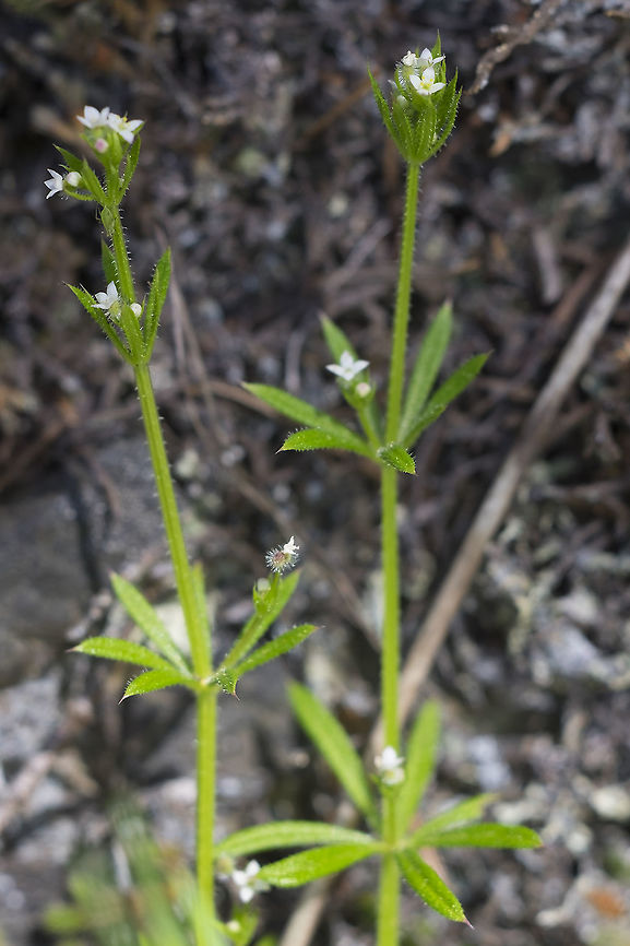 sticky bedstraw  Cleavers,Galium aparine,Geotagged,Spring,United States