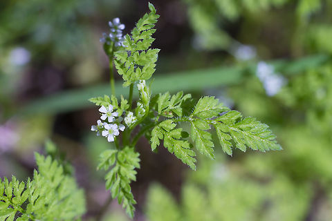 Mountain sweet cicely  Geotagged,Mountain sweet cicely,Osmorhiza berteroi,Spring,United States