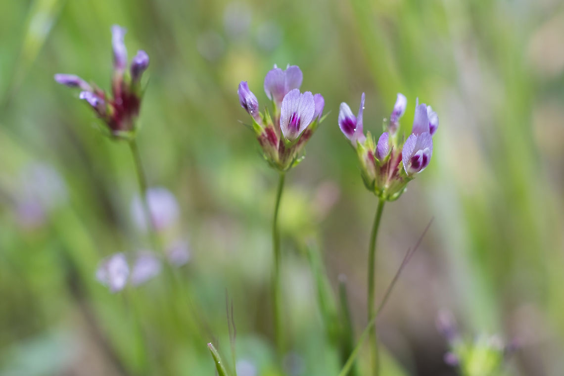 fewflower clover  Geotagged,Spring,Trifolium oliganthum,United States